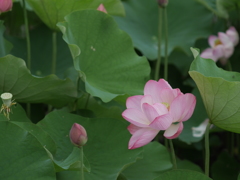 水蓮