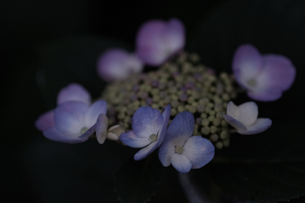 紫陽花