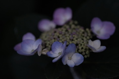 紫陽花