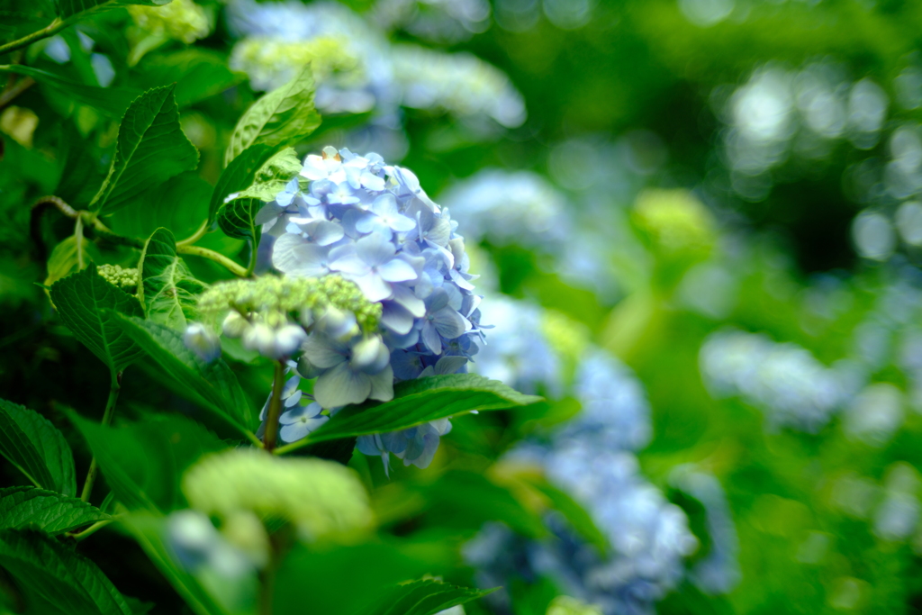 紫陽花