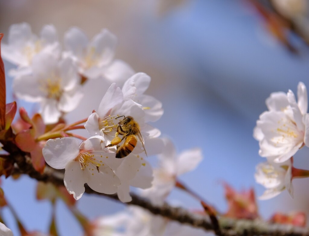 サクラの蜜はどんな味？