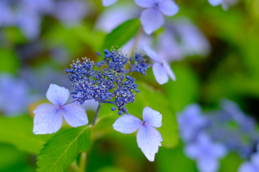 紫陽花