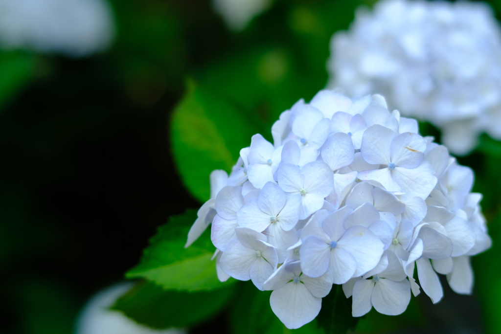 紫陽花