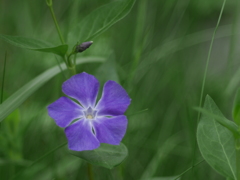 野の花