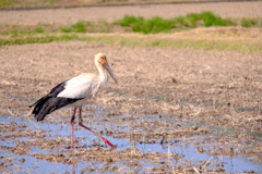 コウノトリ
