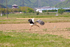 翔ぶ