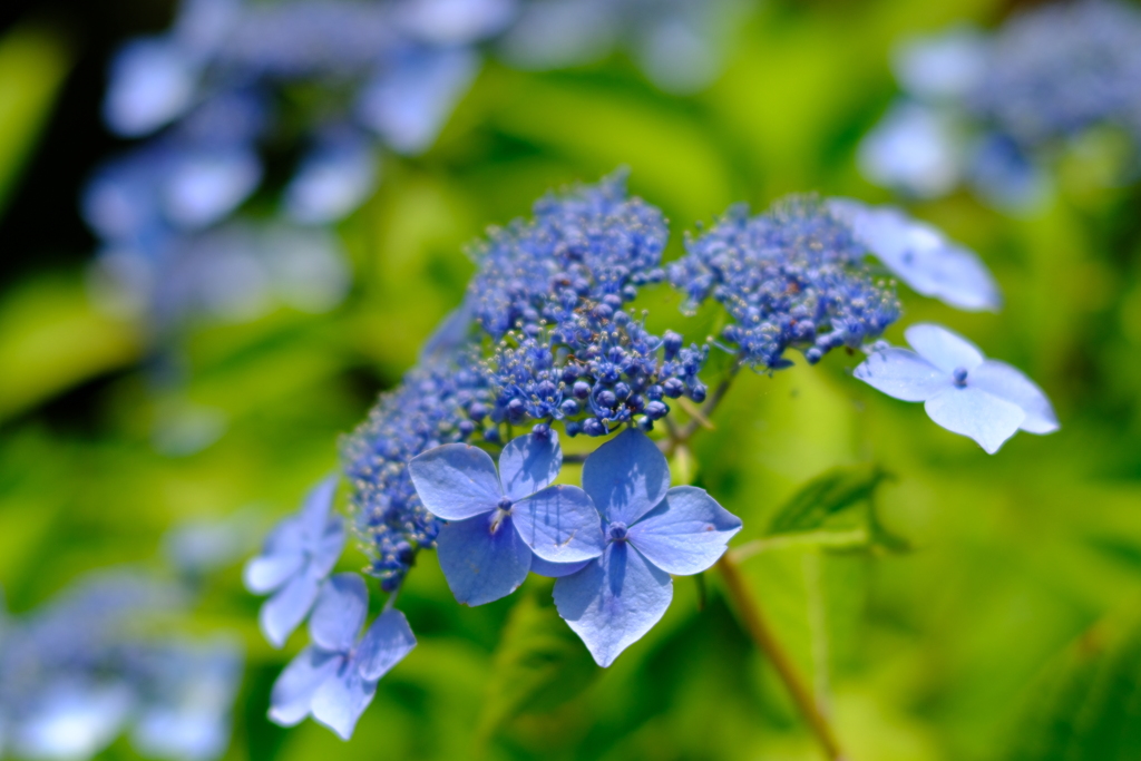 紫陽花