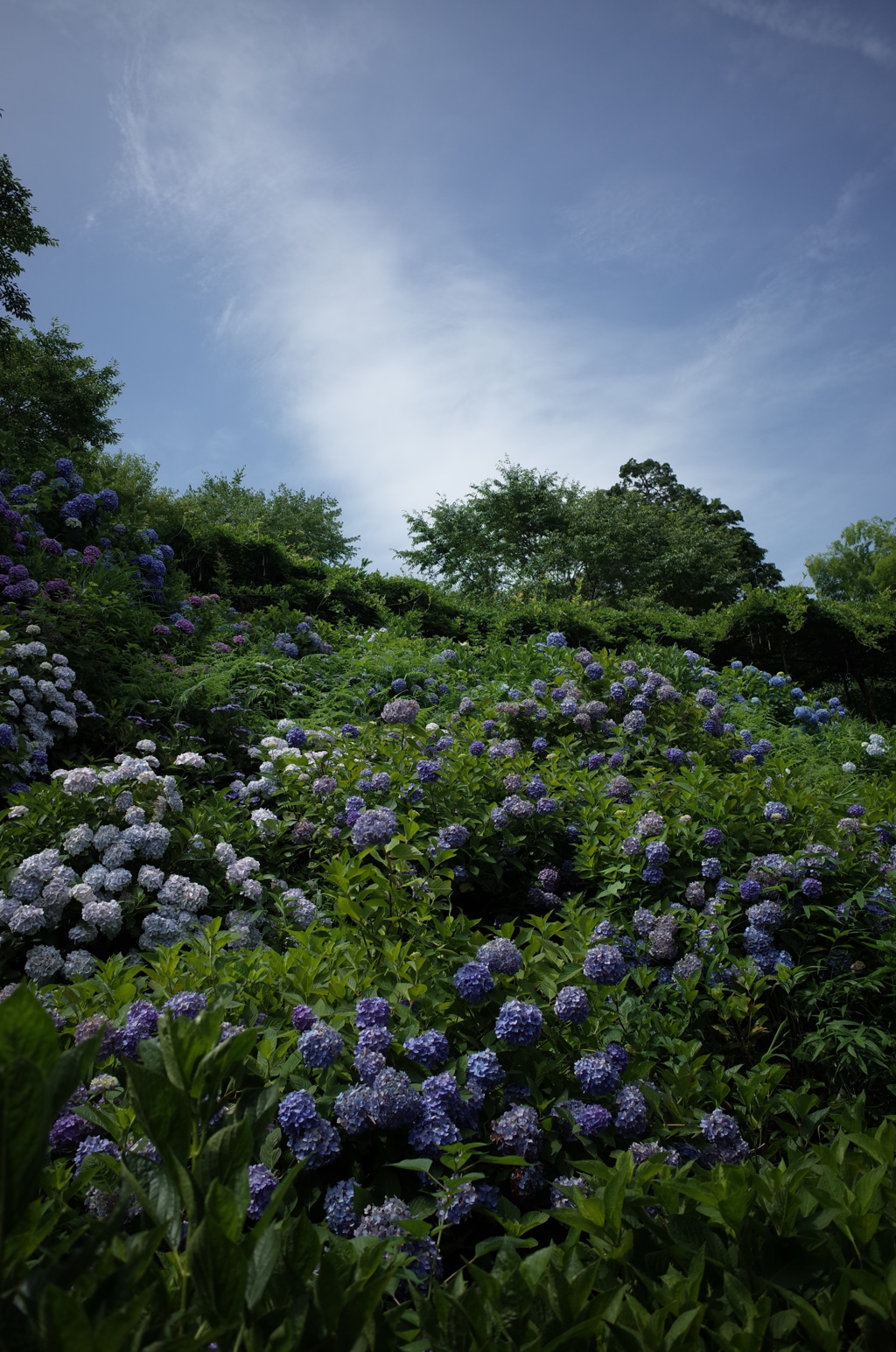 紫陽花