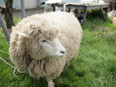 ひつじさん