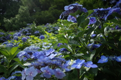 紫陽花