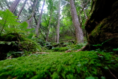 苔の森
