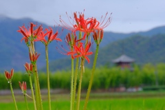 曼珠沙華