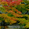 赤や黄色の