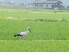 コウノトリ