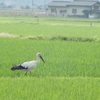 コウノトリ