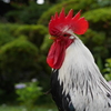 小国鶏
