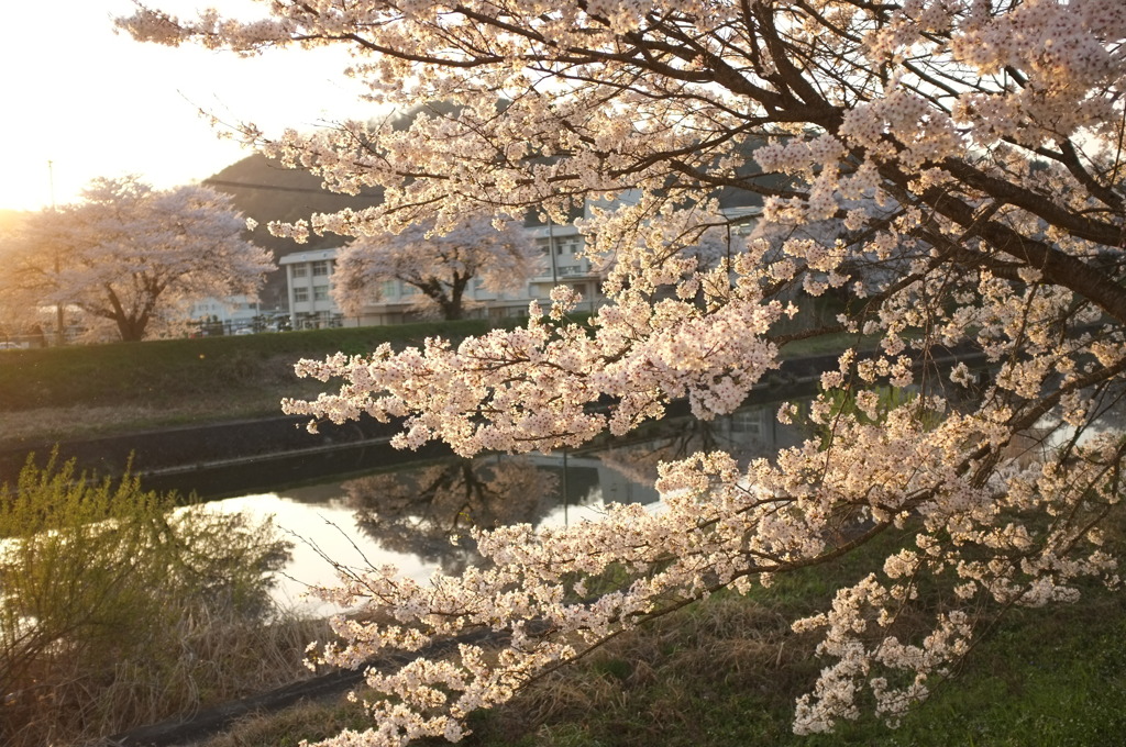 放課後の桜