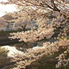 放課後の桜