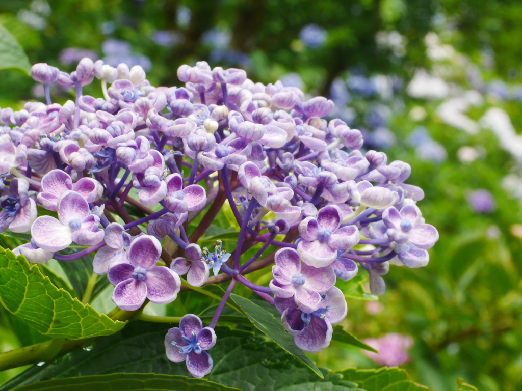 紫陽花