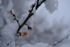 雪の梅
