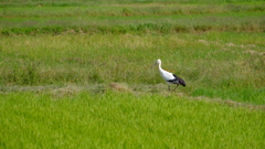 コウノトリ