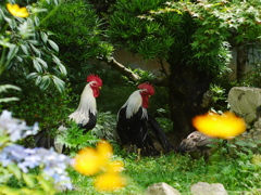 紫陽花寺の小国鶏