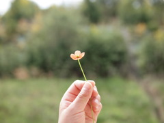 小さい春見つけた