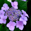 雨に濡れる紫陽花