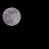 flower moon