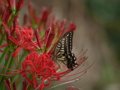 曼珠沙華