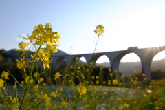 菜の花とアーチ橋
