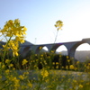菜の花とアーチ橋