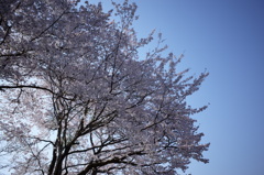 桜2