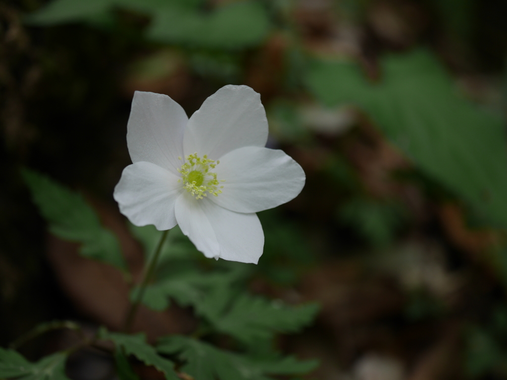 野の花