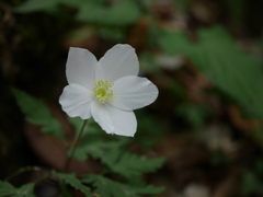 野の花