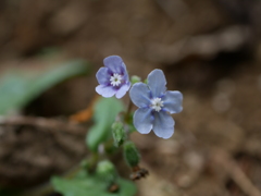 野の花