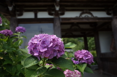 丹波観音寺