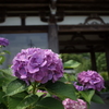 丹波観音寺