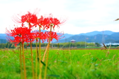 曼珠沙華と三重の塔