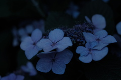 紫陽花j