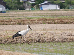 コウノトリ