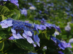 紫陽花