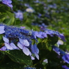 紫陽花