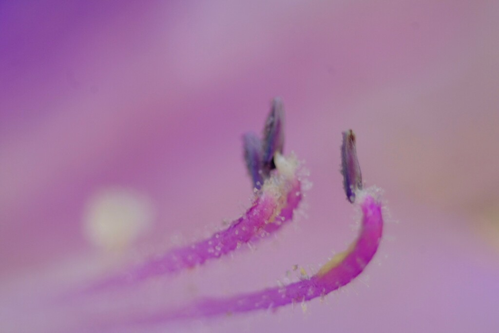 フラミンゴ