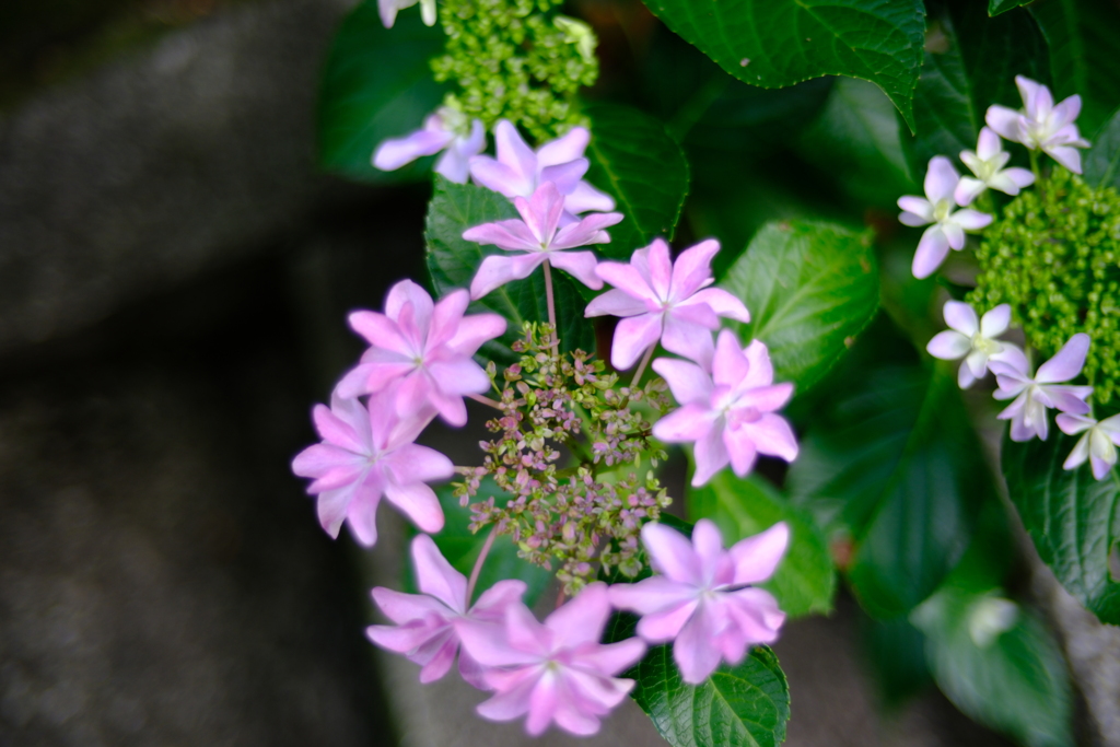 紫陽花　