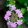 紫陽花　