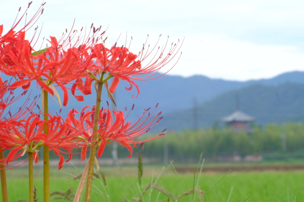 曼珠沙華と三重の塔