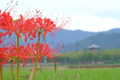 曼珠沙華と三重の塔
