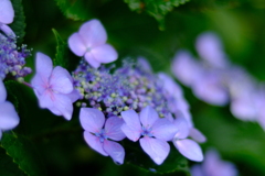 雨に濡れる紫陽花