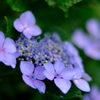 雨に濡れる紫陽花
